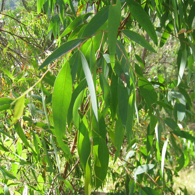 Eucalyptus radié