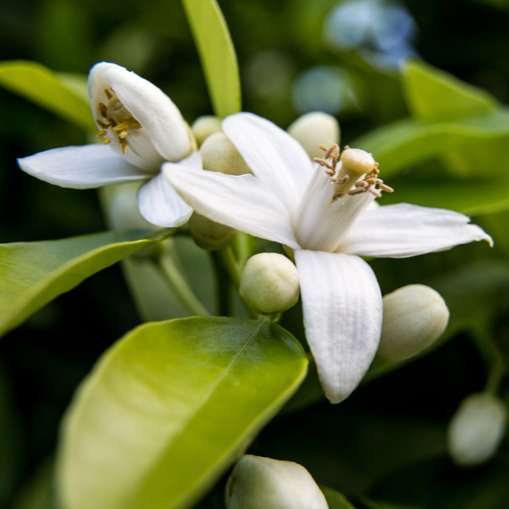 Green Neroli